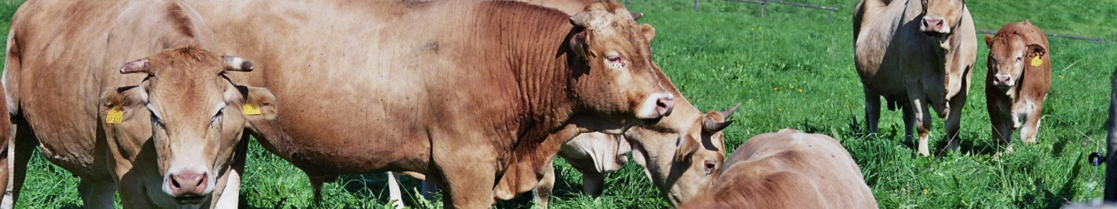 Rinder auf Weide © Dienstleistungszentren Ländlicher Raum